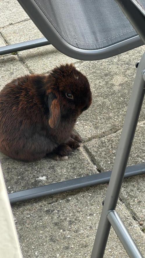 Minilop rammetje, Dieren en Toebehoren, Konijnen, Klein, Mannelijk