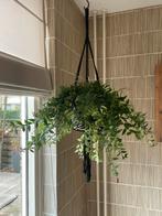 Grote lipstickplant compleet met zwarte gemêleerde hanger, In pot, Minder dan 100 cm, Bloeiende kamerplant, Halfschaduw