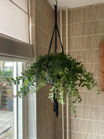 Grote lipstickplant compleet met zwarte gemêleerde hanger beschikbaar voor biedingen