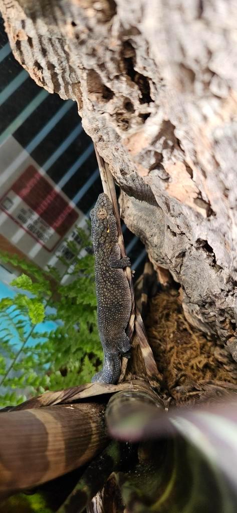 Eurydactylodes vieillardi mannetje / kameleongekko