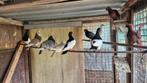Te koop sierduiven, Dieren en Toebehoren, Pluimvee, Meerdere dieren