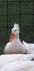 Ééntje (eendje) te koop, Dieren en Toebehoren, Mannelijk, Eend