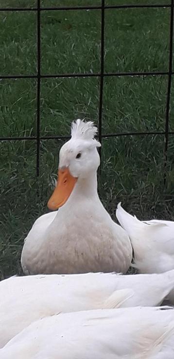 Ééntje (eendje) te koop beschikbaar voor biedingen