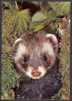 ansichtkaart van een Fret, Verzenden, 1980 tot heden, Ongelopen, Overige soorten