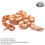 Boa Constrictor C2 2024, Dieren en Toebehoren, Slang, Tam, 0 tot 2 jaar