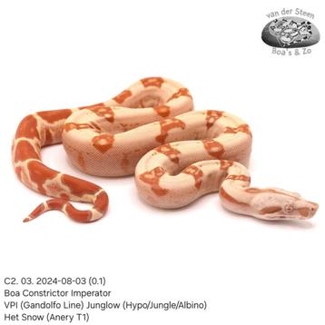 Boa Constrictor C2 2024 beschikbaar voor biedingen
