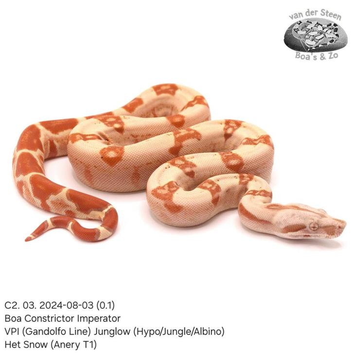 Boa Constrictor C2 2024, Dieren en Toebehoren, Reptielen en Amfibieën, Slang, 0 tot 2 jaar, Tam