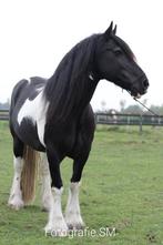 Grote lieve bonte Tinker te koop!, Dieren en Toebehoren, Ruin, Recreatiepaard, Ontwormd