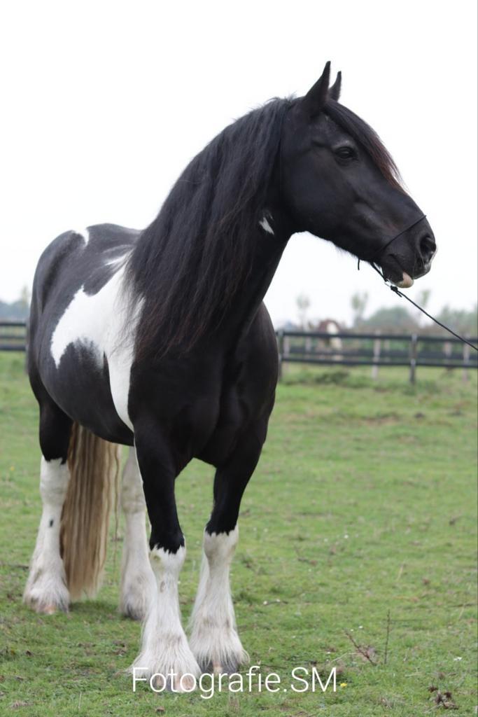 Grote lieve bonte Tinker te koop!, Dieren en Toebehoren, Paarden, Ruin, Recreatiepaard, Ontwormd