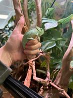 Jonge jemen kameleon’s, Dieren en Toebehoren, 0 tot 2 jaar