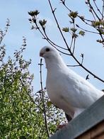 Sierduiven te koop, Dieren en Toebehoren, Vogels | Duiven, Meerdere dieren, Overige soorten
