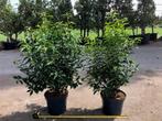 Portugese Laurier, Haagplant, Prunus Angustifolia zwaar!!!, Ophalen, Laurier, Haag, Minder dan 100 cm