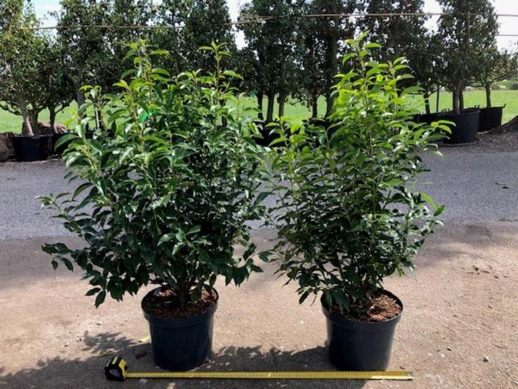 Portugese Laurier, Haagplant, Prunus Angustifolia zwaar!!!, Tuin en Terras, Planten | Struiken en Hagen, Haag, Laurier, Minder dan 100 cm