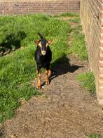 Black and tan hoornlose bok, Dieren en Toebehoren, Mannelijk, Geit, 0 tot 2 jaar