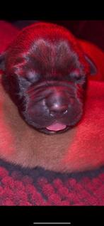 Bordeauxdog x bully xl  pups elke week nieuwe fotos, Dieren en Toebehoren, 8 tot 15 weken, Teef, Bulldog, Meerdere