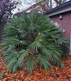 Prachtige palm, Tuin en Terras, Volle zon, Ophalen of Verzenden, 100 tot 250 cm, Zomer