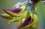 Regal Bird Flower zaden, Crotalaria cunninghamii, Ophalen of Verzenden, Gehele jaar, Volle zon, Zaad
