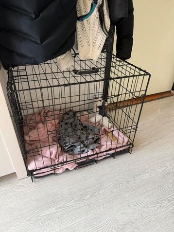 Puppy bench beschikbaar voor biedingen