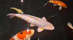 Hele mooie tamme ochiba 55-60 cm zeer mooi en apart, Karper of Koi