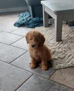 Labradoodle pup reutje abrikoos F4 kleine medium, CDV (hondenziekte), 8 tot 15 weken, Meerdere, Nederland