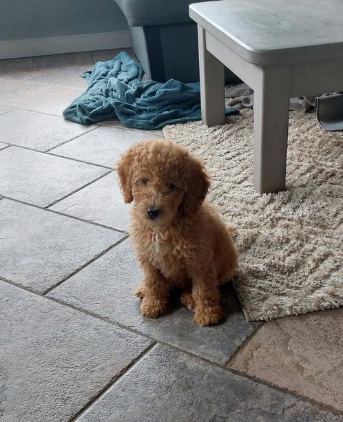 Labradoodle pup reutje abrikoos F4 kleine medium, Dieren en Toebehoren, Honden | Retrievers, Spaniëls en Waterhonden, Reu, Overige rassen