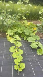Eetbare pompoen bloem en vrucht, Tuin en Terras, Planten | Tuinplanten, Ophalen, Volle zon, Groenteplanten, Eenjarig