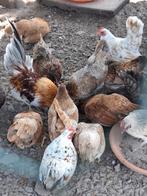 Serama broedeieren broedeitjes, Dieren en Toebehoren, Geslacht onbekend, Kip