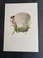 10 prenten soorten paddestoelen 19x27 cm samen 20 euro, Antiek en Kunst, Ophalen of Verzenden, Natuur en Biologie