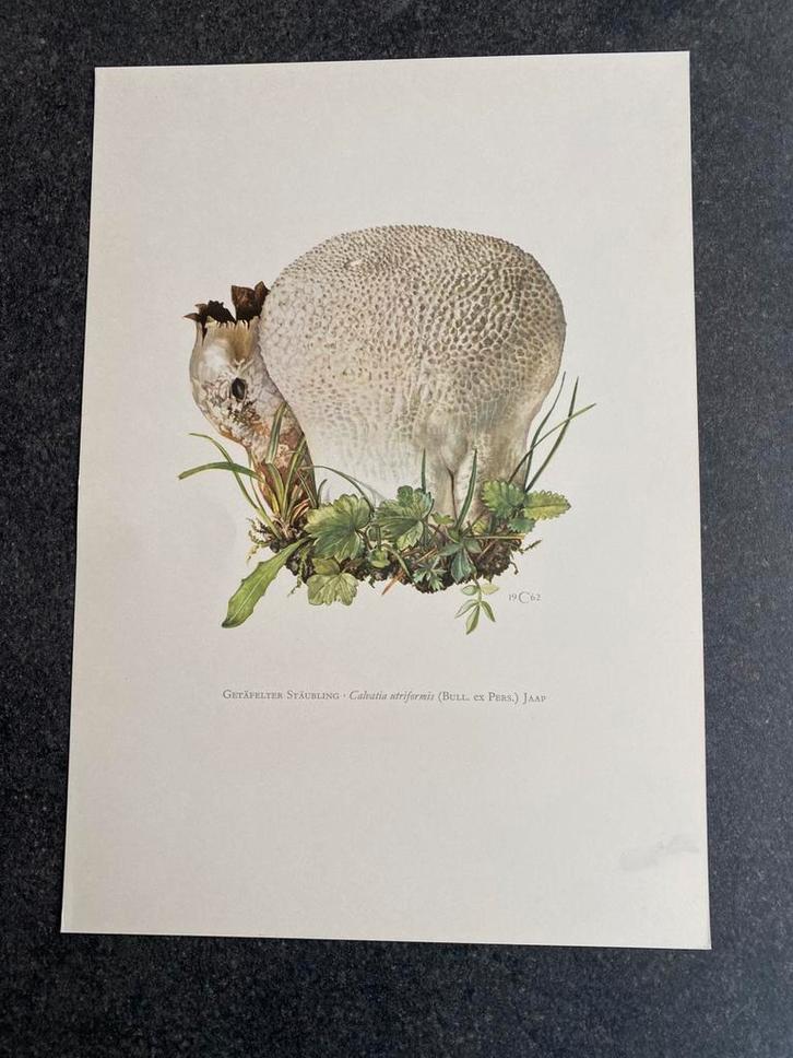 10 prenten soorten paddestoelen 19x27 cm samen 20 euro, Antiek en Kunst, Antiek | Schoolplaten, Natuur en Biologie, Ophalen of Verzenden