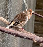 Bastaard putters pop en man, Mannelijk, Wildzangvogel