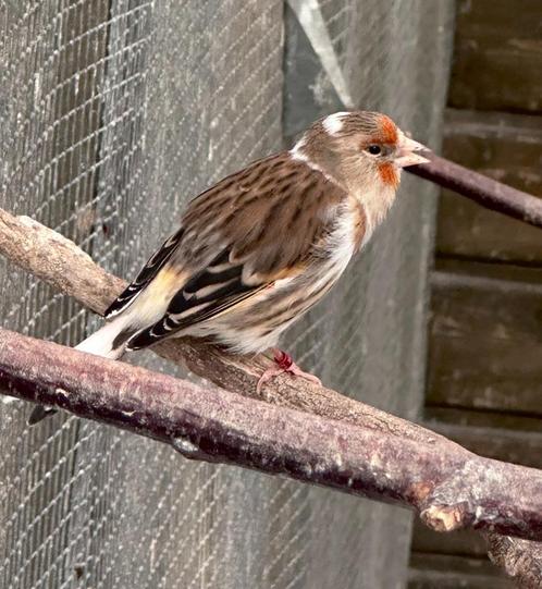 Bastaard putters pop en man, Dieren en Toebehoren, Vogels | Overige Vogels, Wildzangvogel, Mannelijk