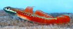 Stiphodon Annieae - Goby - Koidreams Viskwekerij, Dieren en Toebehoren, Vis, Zoetwatervis
