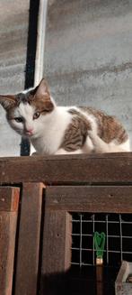 Lieve poes te koop, Dieren en Toebehoren, Poes, Kortharig, 0 tot 2 jaar