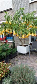 Brugmansia Lange Bucher Garten, Tuin en Terras, Volle zon, 100 tot 250 cm, Zomer, Overige soorten