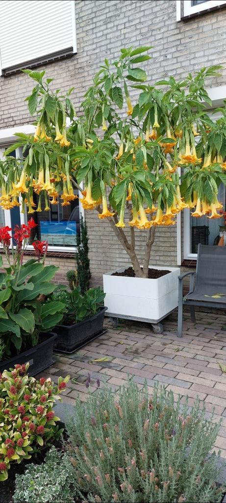 Brugmansia Lange Bucher Garten, Tuin en Terras, Planten | Bomen, Overige soorten, 100 tot 250 cm, Volle zon, Zomer, Ophalen of Verzenden