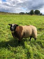 Ramlammeren bont bonte dekram dekrammen ram, Dieren en Toebehoren, Schapen, Geiten en Varkens, Mannelijk, Schaap, 0 tot 2 jaar
