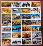 Stickervel Stammetjes serie 140, Ophalen of Verzenden