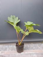 Gunnera, Tuin en Terras, Planten | Tuinplanten, Ophalen, Zomer, Volle zon