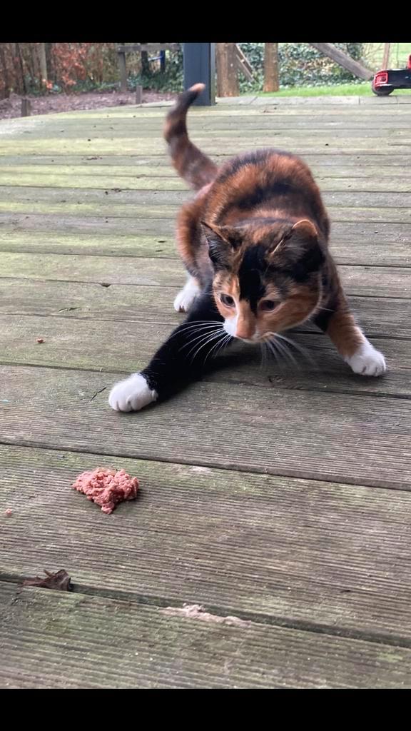 Boederijkittens 5 maand oud, Dieren en Toebehoren, Katten en Kittens | Overige Katten, Poes