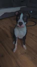 Pitbull van 1 jaar zoet nieuw thuis, België, Particulier, 1 tot 2 jaar, Teef