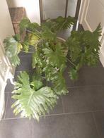 Kamerplant Xanadu Thaumatophy, Huis en Inrichting, Ophalen, In pot, Halfschaduw, Minder dan 100 cm
