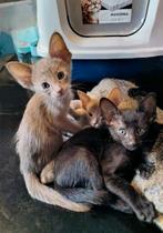 Kittens, Oosters korthaar kittens., Meerdere dieren, Ontwormd, 0 tot 2 jaar