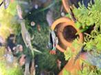 Endler guppen, Dieren en Toebehoren, Vissen | Aquariumvissen, Vis