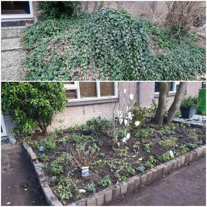 Hovenier, Tuin en Terras, Planten | Bomen, Overige soorten, Volle zon, Ophalen of Verzenden