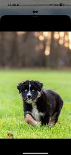 Pups Shepsky merle teefjes pomsky x Australian shepherd, Dieren en Toebehoren, Honden | Niet-rashonden, CDV (hondenziekte), 8 tot 15 weken