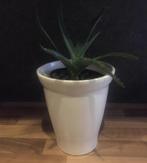 Diverse stekjes van bio Aloe Vera exclusief bloempotten, Cactus, Minder dan 100 cm, Ophalen of Verzenden, In pot