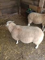 Texelaar swifter rammen, Dieren en Toebehoren, Schapen, Geiten en Varkens, Mannelijk, Schaap