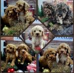 Mooie maltipoo pups te koop 2 teefjes en 5 reutjes, Dieren en Toebehoren, Overige rassen, CDV (hondenziekte), 8 tot 15 weken, Meerdere