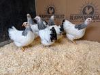 Jonge tamme Wyandotte krielkippen - Gesekst en Ingeënt