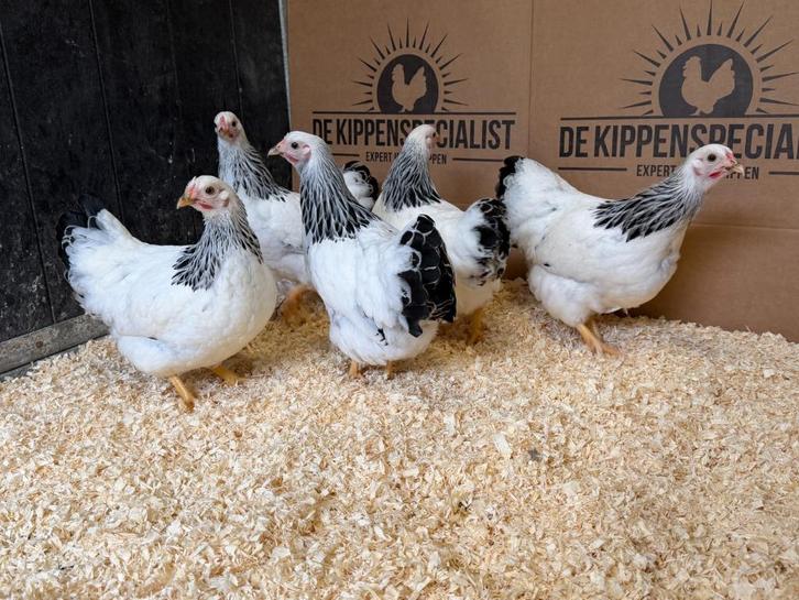 Jonge tamme Wyandotte krielkippen - Gesekst en Ingeënt, Dieren en Toebehoren, Pluimvee, Kip, Vrouwelijk